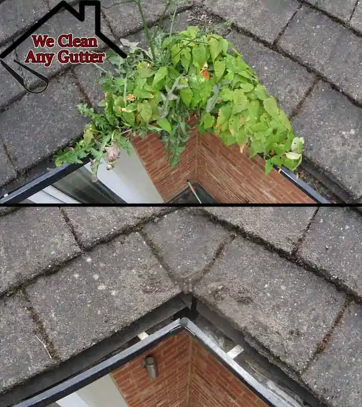 before and after Glasgow blocked gutter clearance  