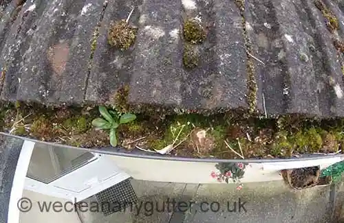 Tooting blocked gutter